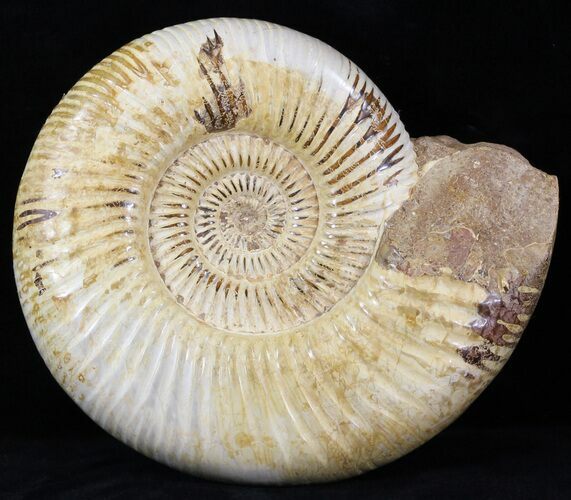 Perisphinctes Ammonite - Jurassic #31761